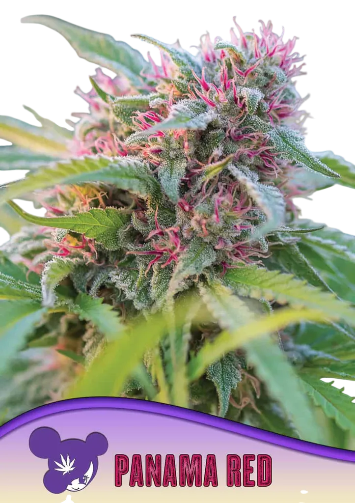 Panama Red | PHOTOFEM | Anesia Seeds