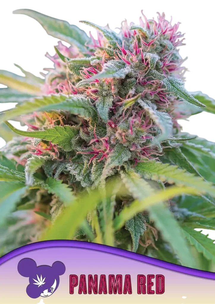 Panama Red | PHOTOFEM | Anesia Seeds