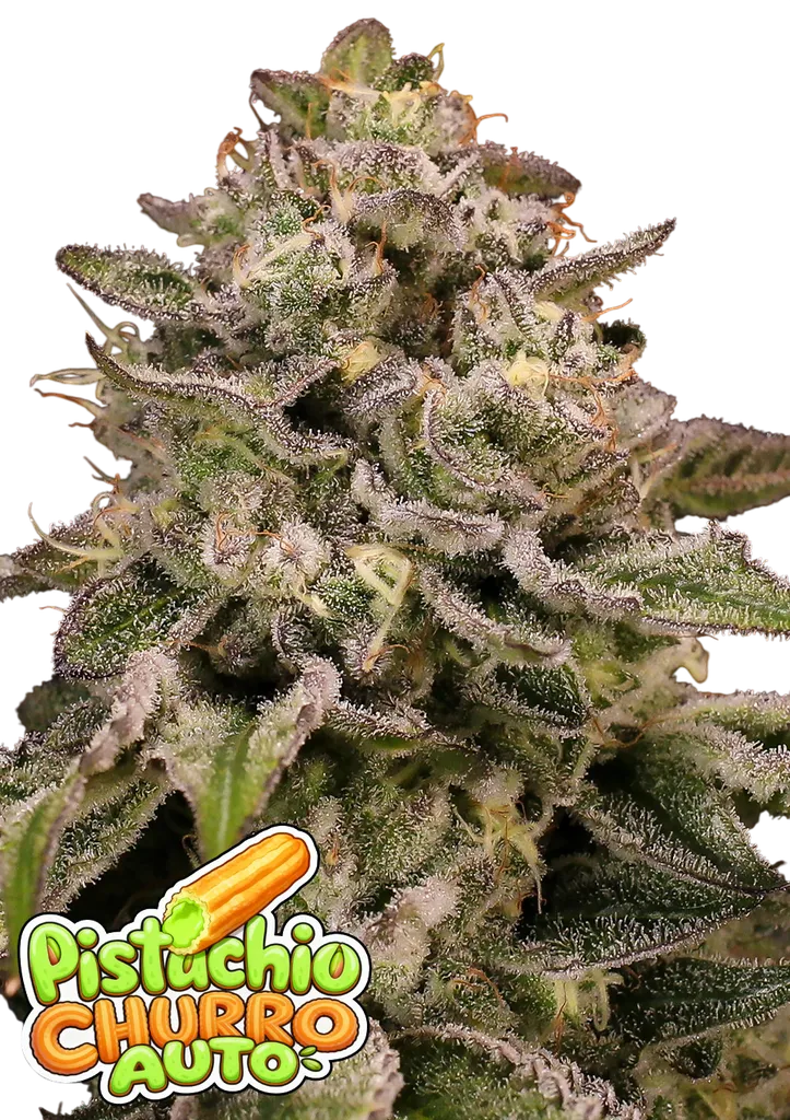 Pistachio Churro Auto | AUTOFEM | Anesia Seeds