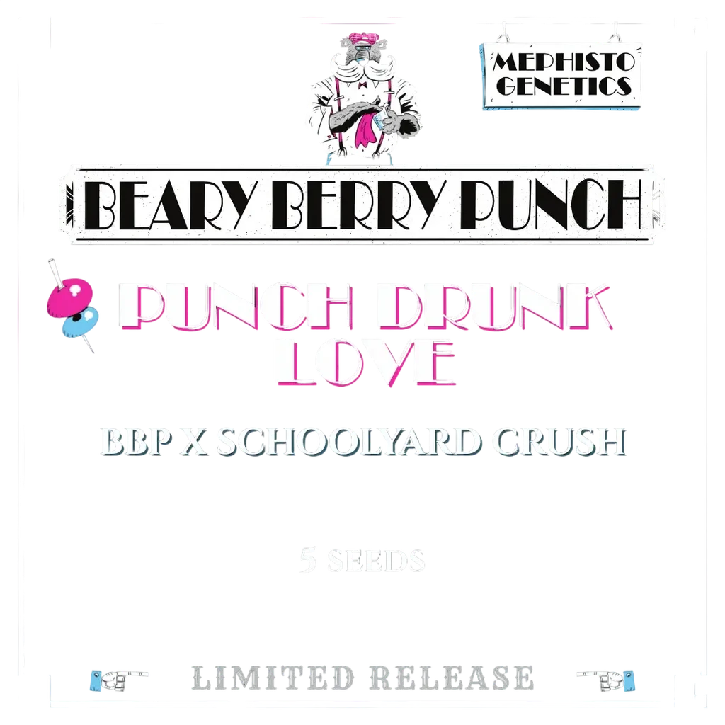 Punch Drunk Love Auto | AUTOFEM | Mephisto Genetics