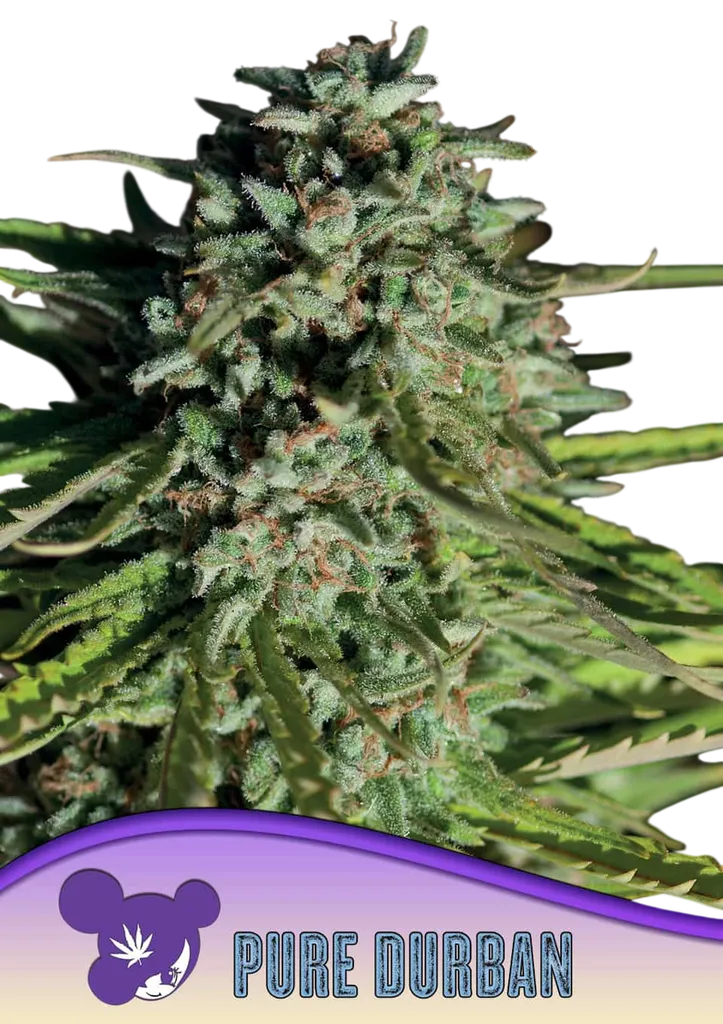 Pure Durban | PHOTOFEM | Anesia Seeds