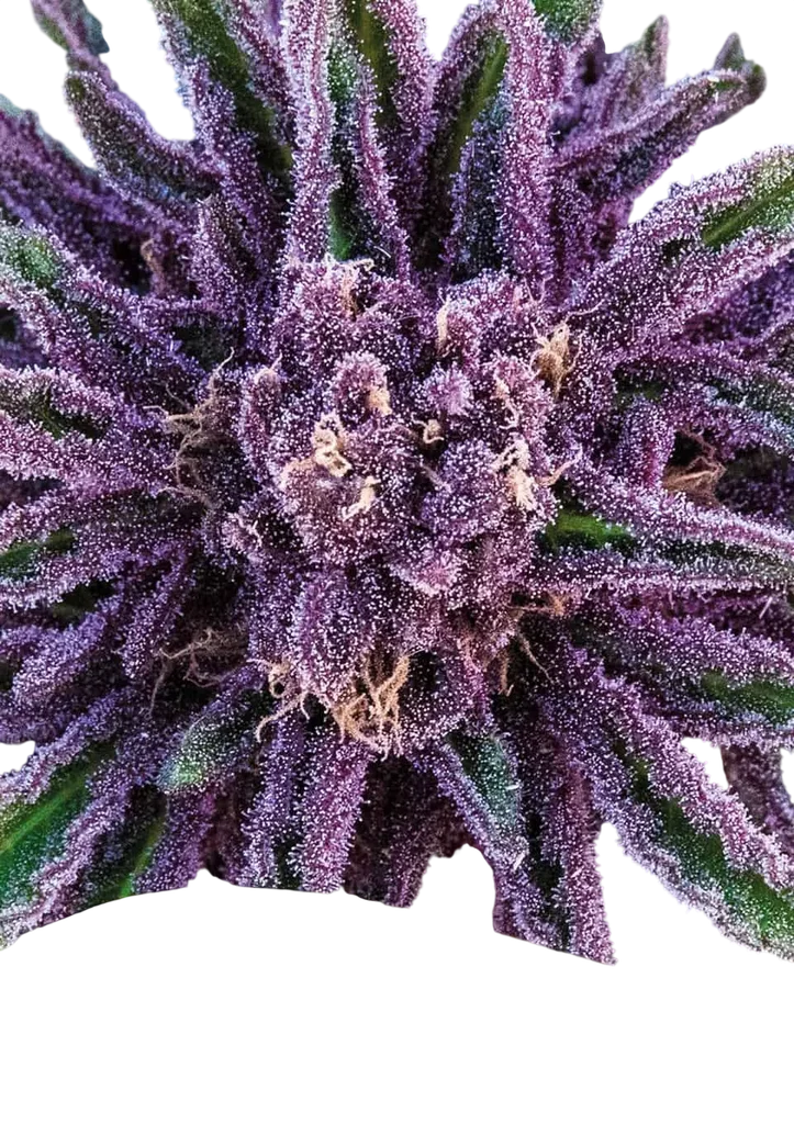 Purple Thai | PHOTOFEM | Anesia Seeds