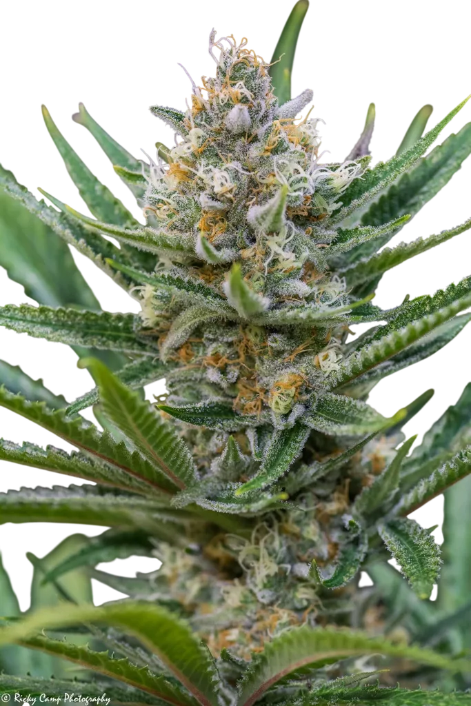 Queen of Soul | PHOTOREG | Brothers Grimm Seeds