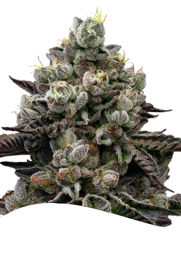 Red Banana Pudding | PHOTOFEM | Anesia Seeds