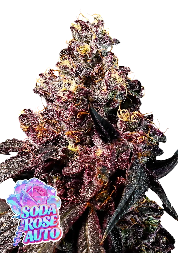 Rose Soda Auto | AUTOFEM | Anesia Seeds