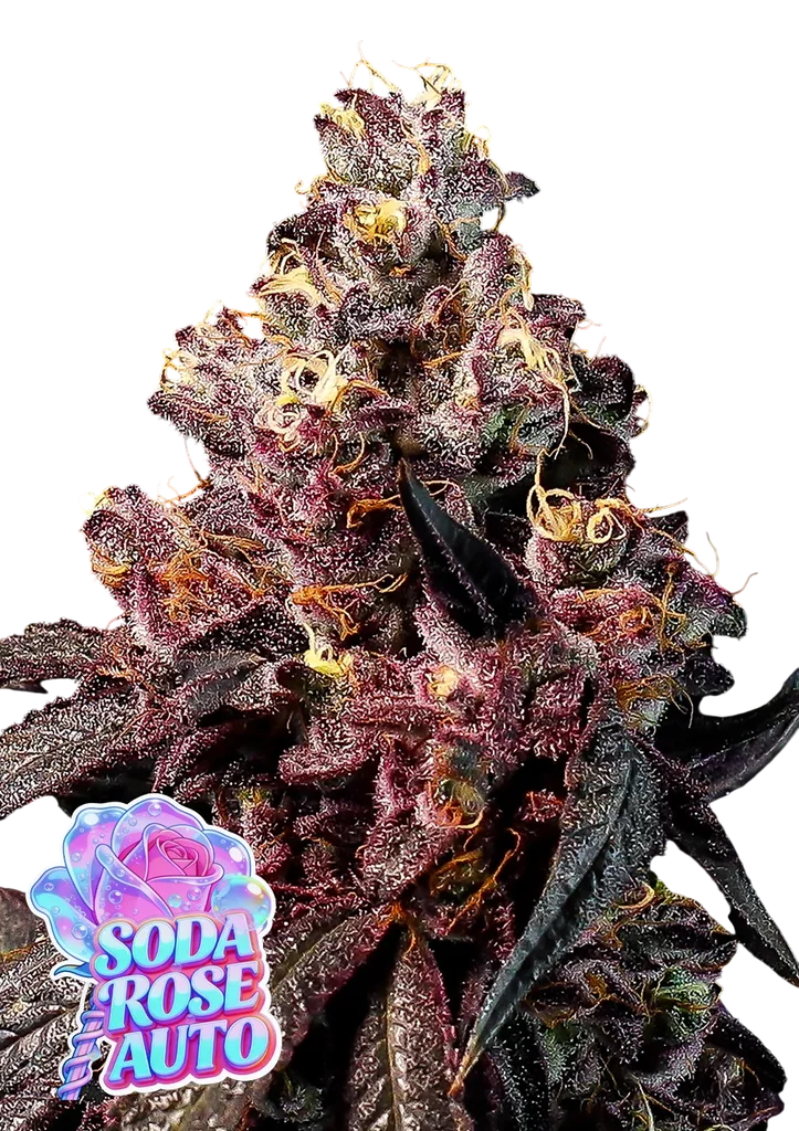 Rose Soda Auto | AUTOFEM | Anesia Seeds