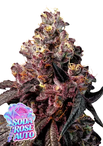 Rose Soda Auto