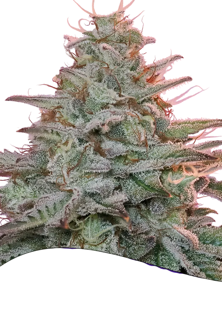 Sinai | PHOTOFEM | Anesia Seeds
