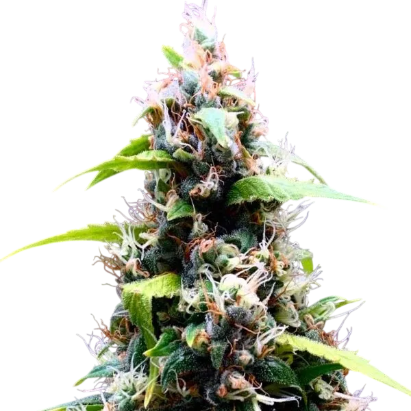 Sour Puffs | PHOTOREG | Doctors Choice