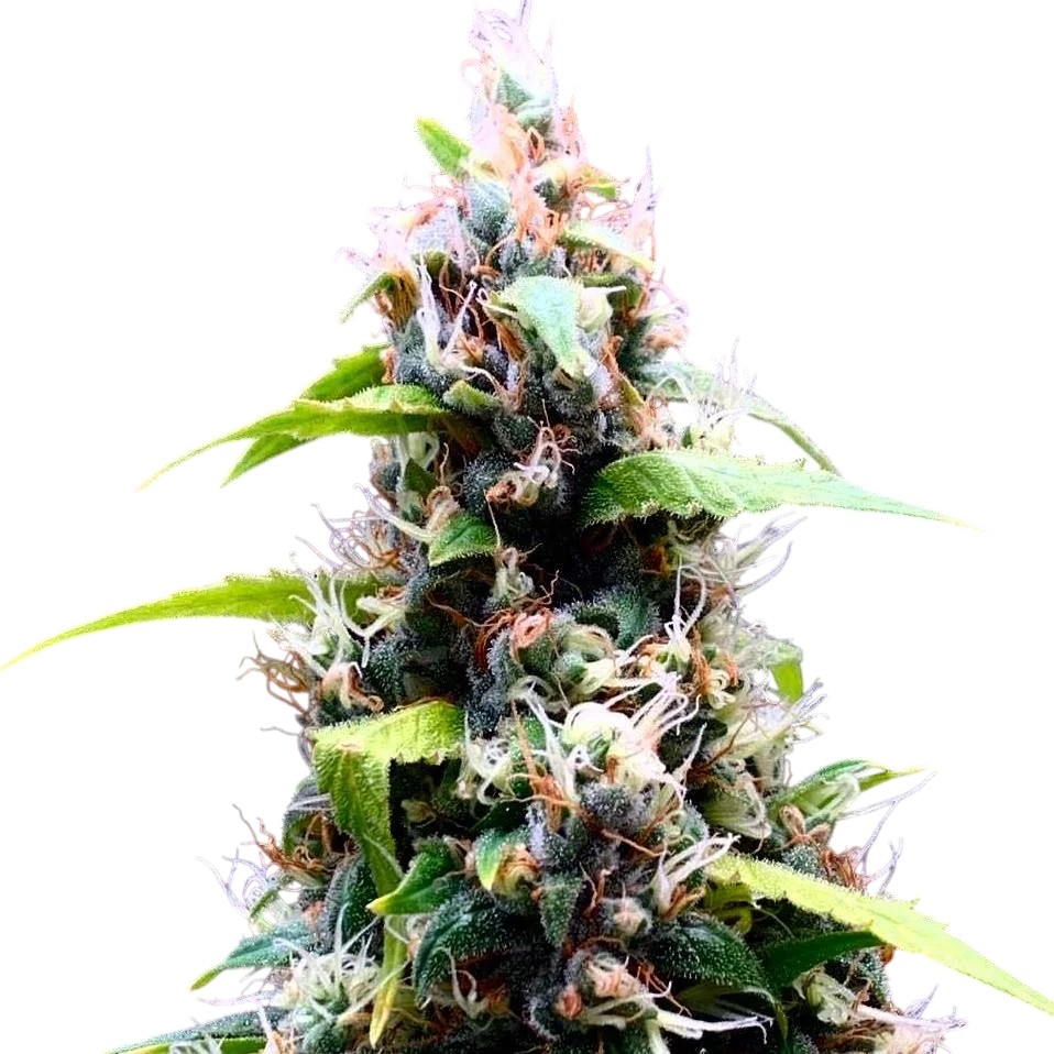 Sour Puffs | PHOTOREG | Doctors Choice
