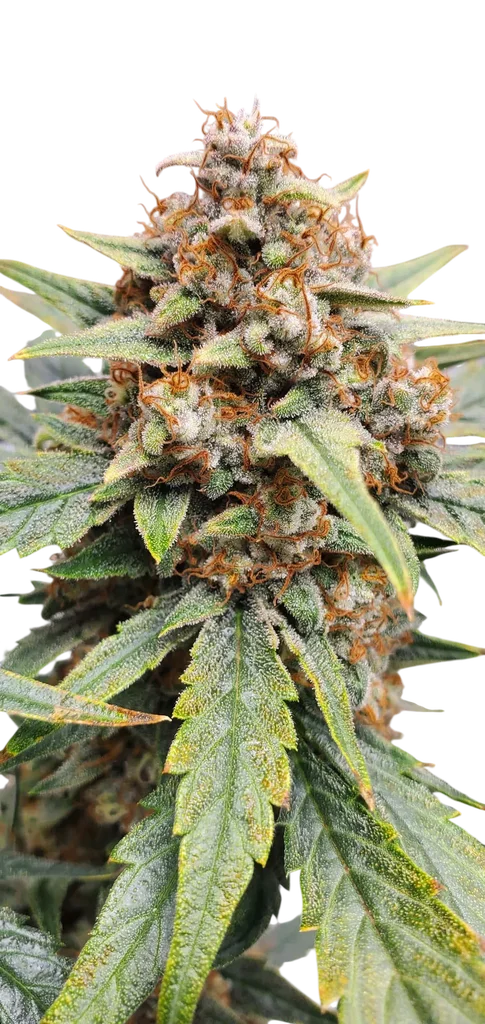 Strawbba the Hutt Auto | AUTOFEM | Mephisto Genetics