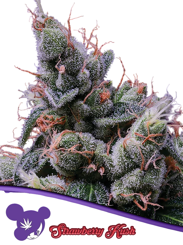 Strawberry Kush | PHOTOFEM | Anesia Seeds