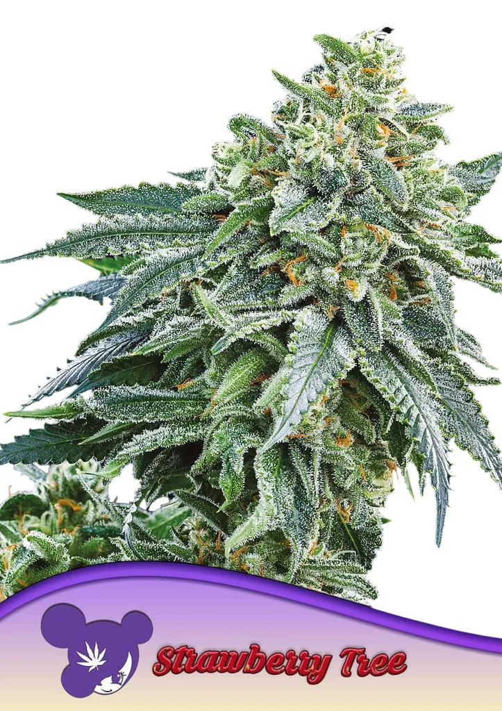 Strawberry Tree | PHOTOFEM | Anesia Seeds