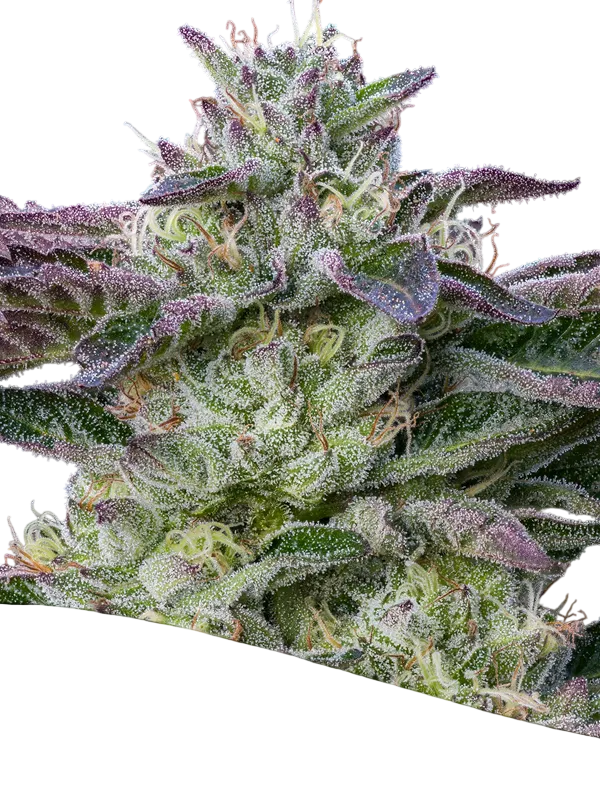 The Sin | PHOTOFEM | Anesia Seeds