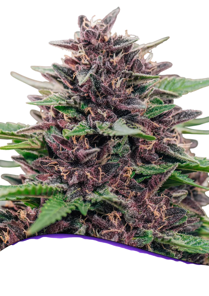 Toffee Pudding Auto | AUTOFEM | Anesia Seeds