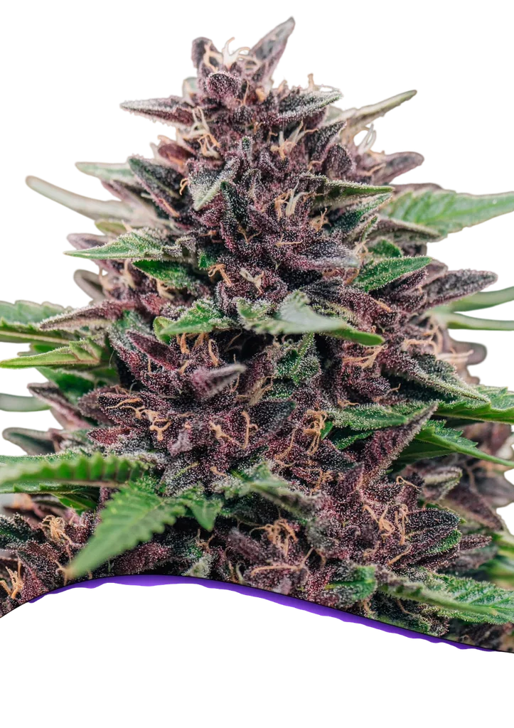 Toffee Pudding Auto | AUTOFEM | Anesia Seeds