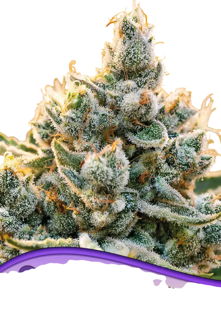 Vanilla Frosting | PHOTOFEM | Anesia Seeds