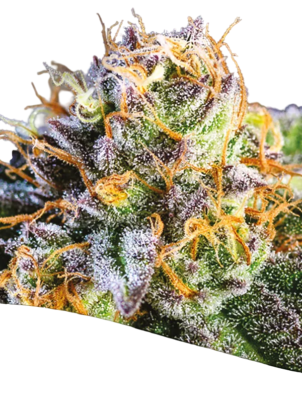 Yuhbary | PHOTOFEM | Anesia Seeds