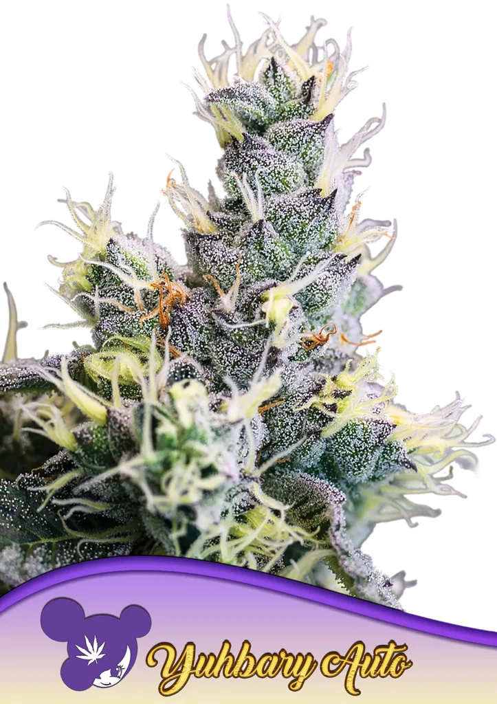 Yuhbary Auto | AUTOFEM | Anesia Seeds
