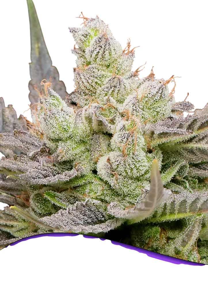 Glowberry Rush Auto | AUTOFEM | Anesia Seeds