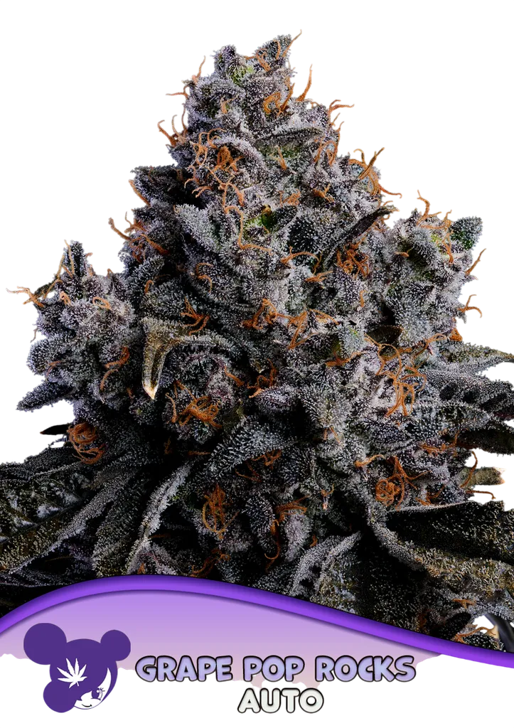 Grape Pop Rocks Auto | AUTOFEM | Anesia Seeds