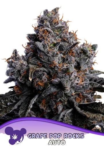 Grape Pop Rocks Auto