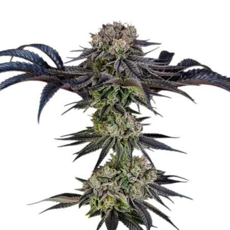 Julian Marley Special | PHOTOFEM | Silent Seeds