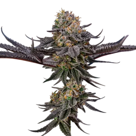 King Of Kings | PHOTOFEM | Silent Seeds