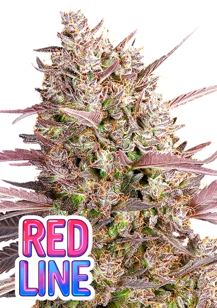 Red Line | PHOTOFEM | Anesia Seeds