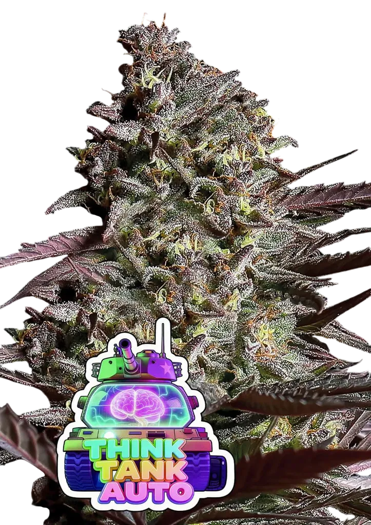 Think Tank Auto | AUTOFEM | Anesia Seeds