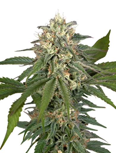 Hawaiian Snow x Amnesia x Face Off