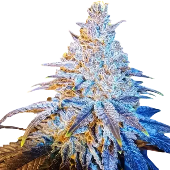 Mandarin Sunset – Produktansicht