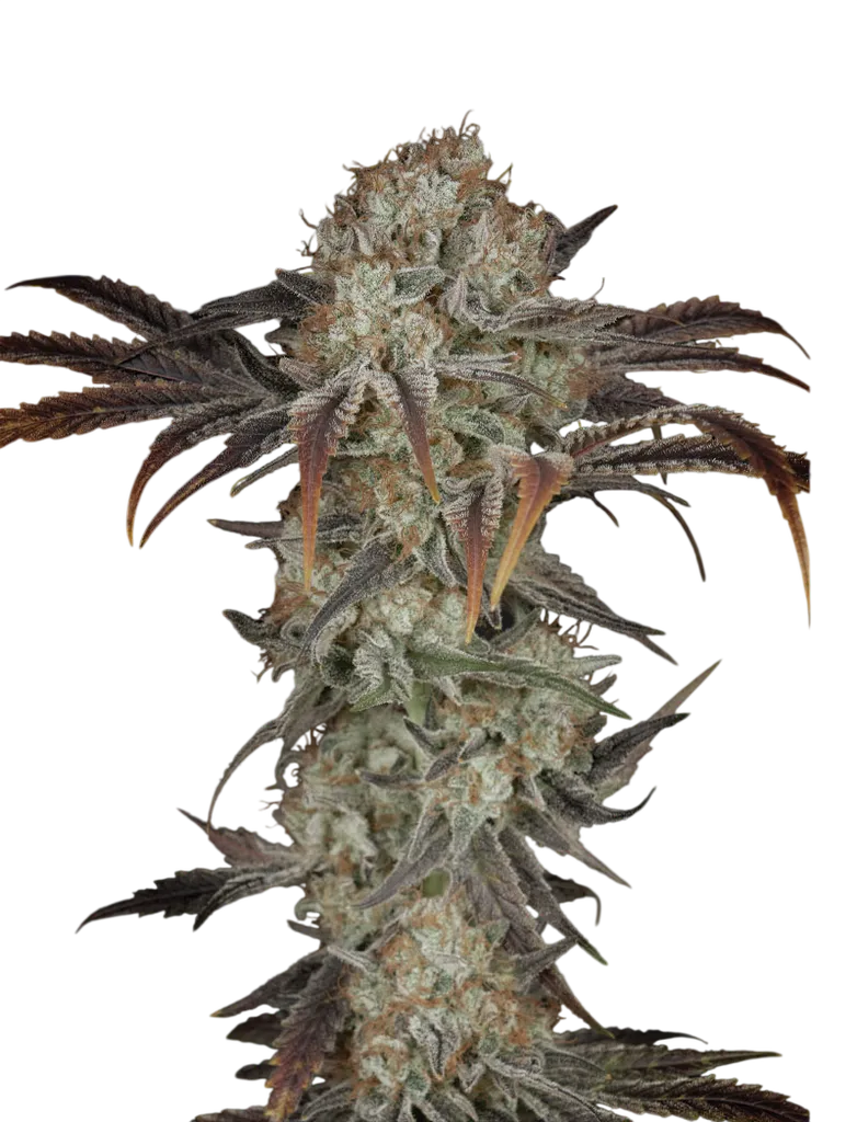 Money Maker | PHOTOFEM | Greenhouse Seed Co.