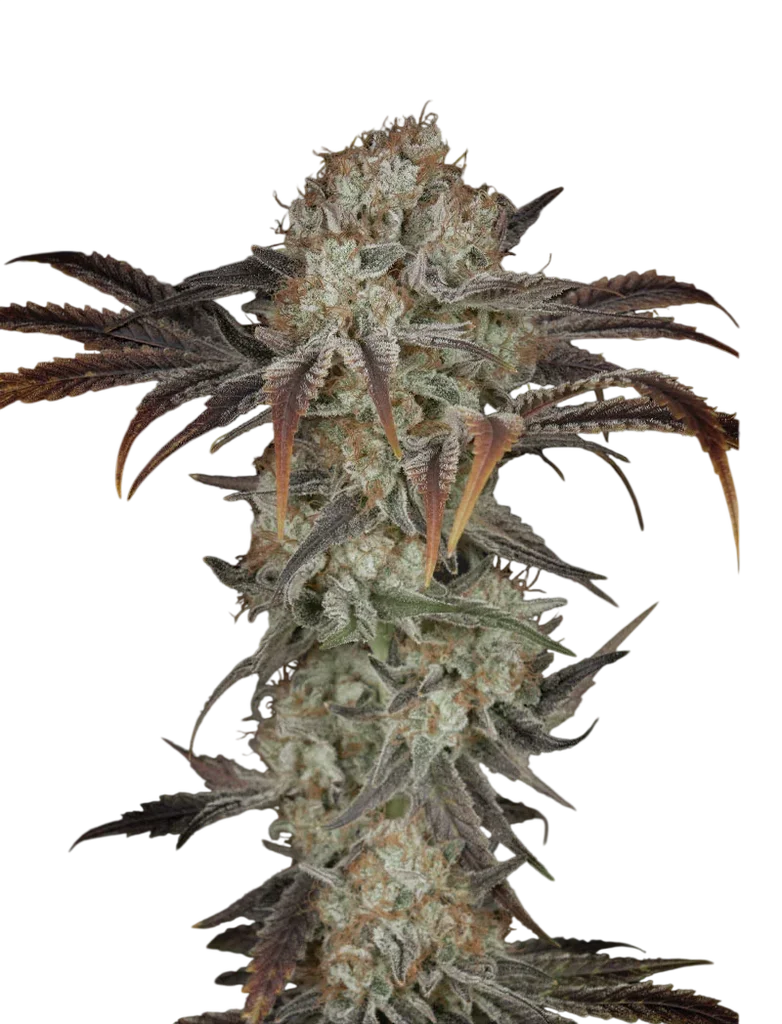 Money Maker | PHOTOFEM | Greenhouse Seed Co.