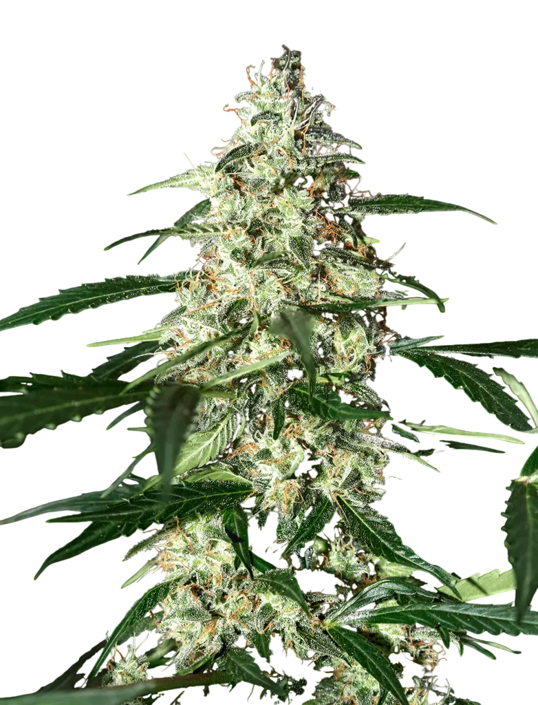 Skunk Auto | AUTOFEM | Greenhouse Seed Co.