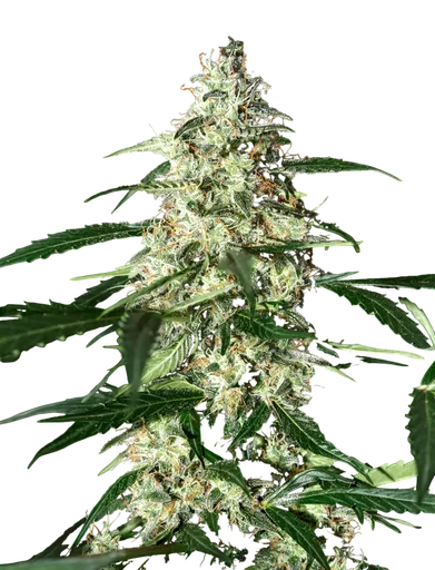 Skunk Auto