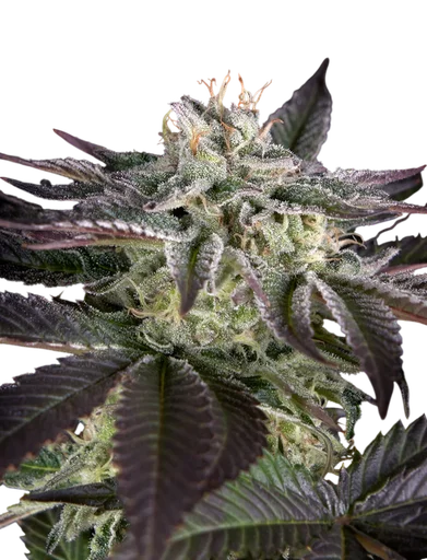 Sweet Valley Kush x Amnesia x Dosidos