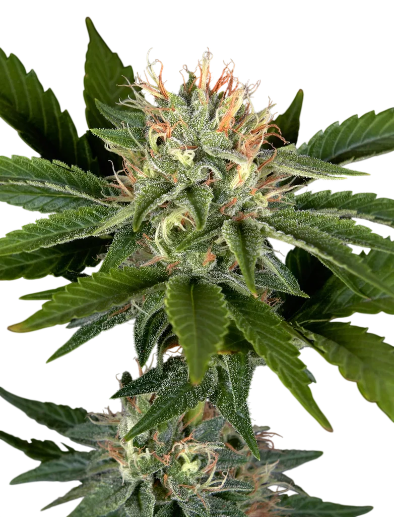 Sweet Valley Kush x California Black Rozé | PHOTOFEM | Greenhouse Seed Co.