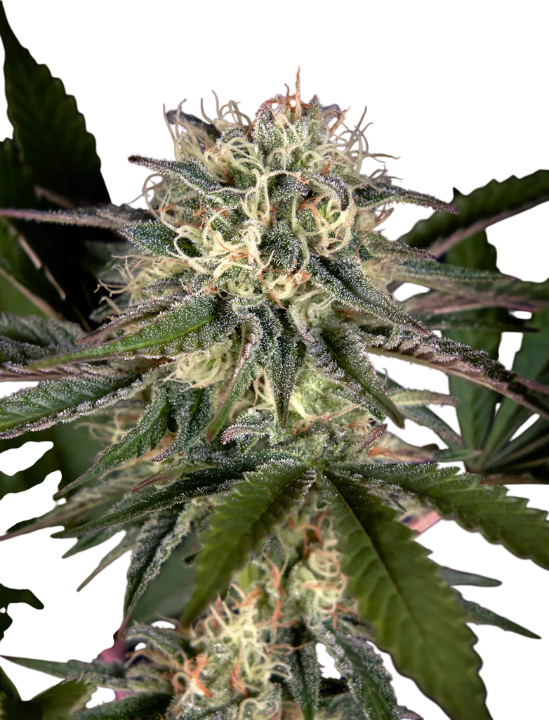 Sweet Valley Kush x Swaziland | PHOTOFEM | Greenhouse Seed Co.
