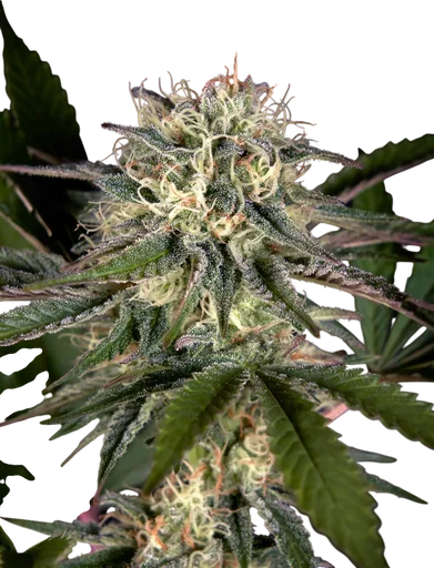 Sweet Valley Kush x Swaziland
