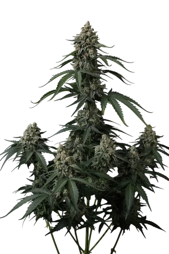 Banana Cherry Cookies Auto