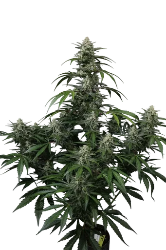 Banana Frost Auto