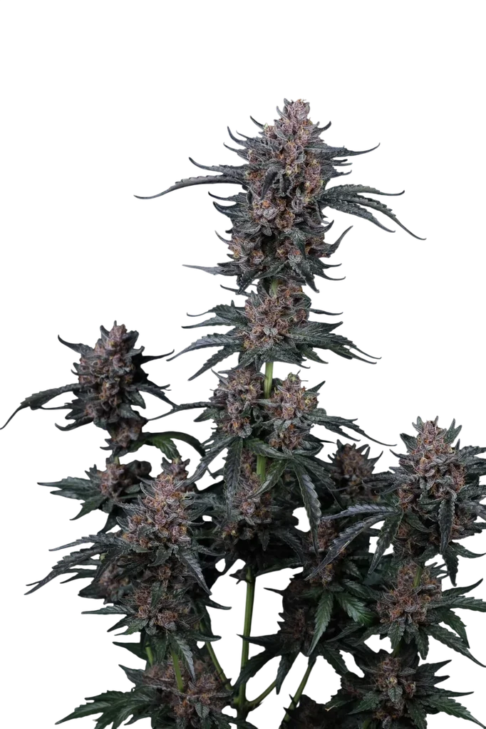 Mango Cherry Runtz Auto – Produktansicht