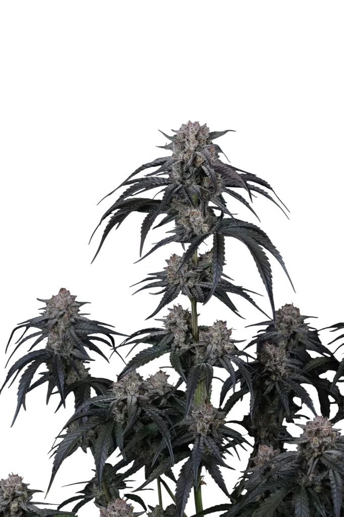 Mango Frost Auto | AUTOFEM | Fast Buds