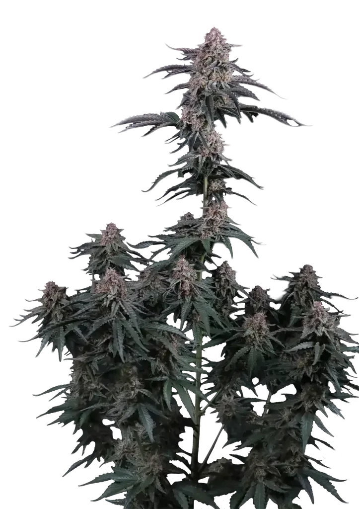 Mendo Cherry Cookies Auto | AUTOFEM | Fast Buds
