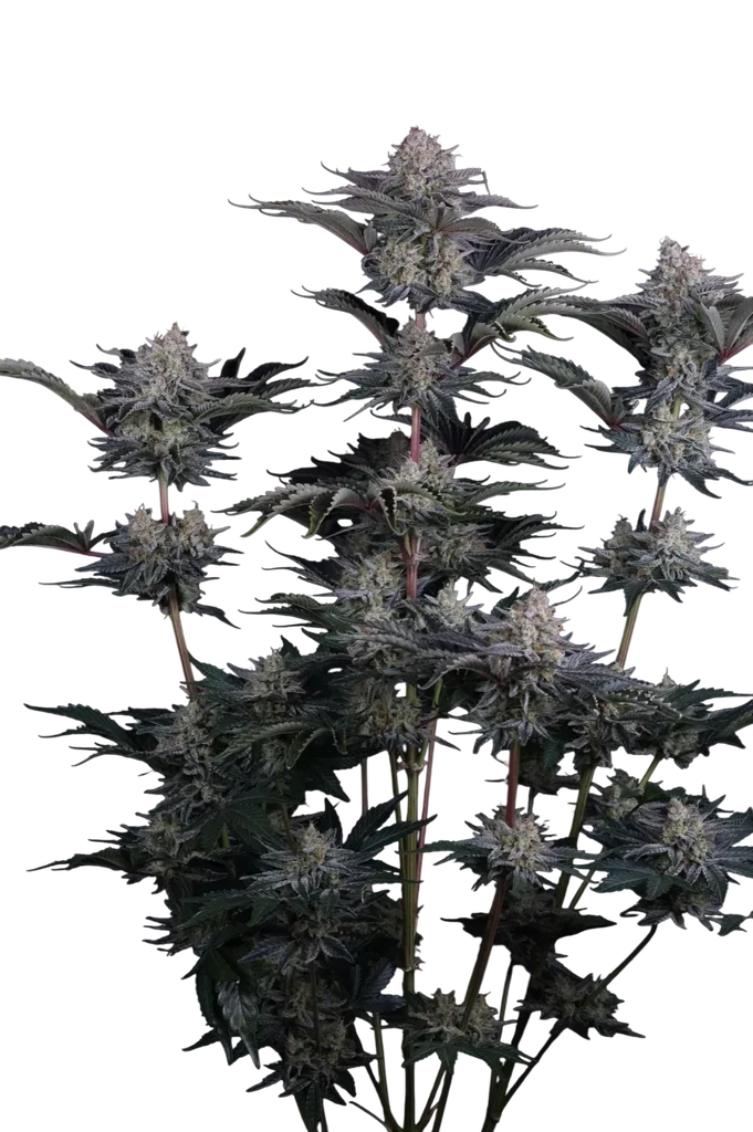 Mendo Frost Auto – Produktansicht