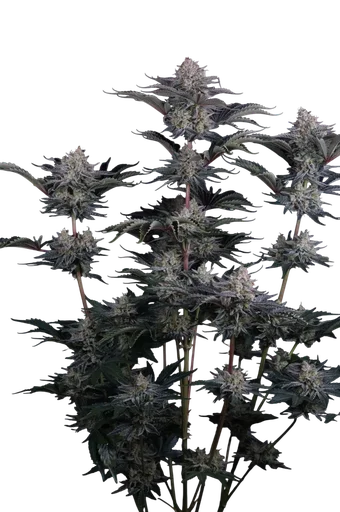 Mendo Frost Auto