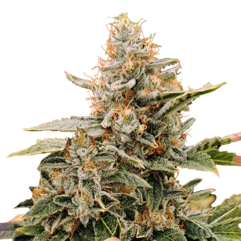 Apple Fritter | PHOTOFEM | Nirvana Seeds
