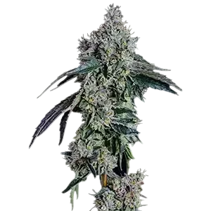 Baller's Game | PHOTOFEM | Ethos Genetics