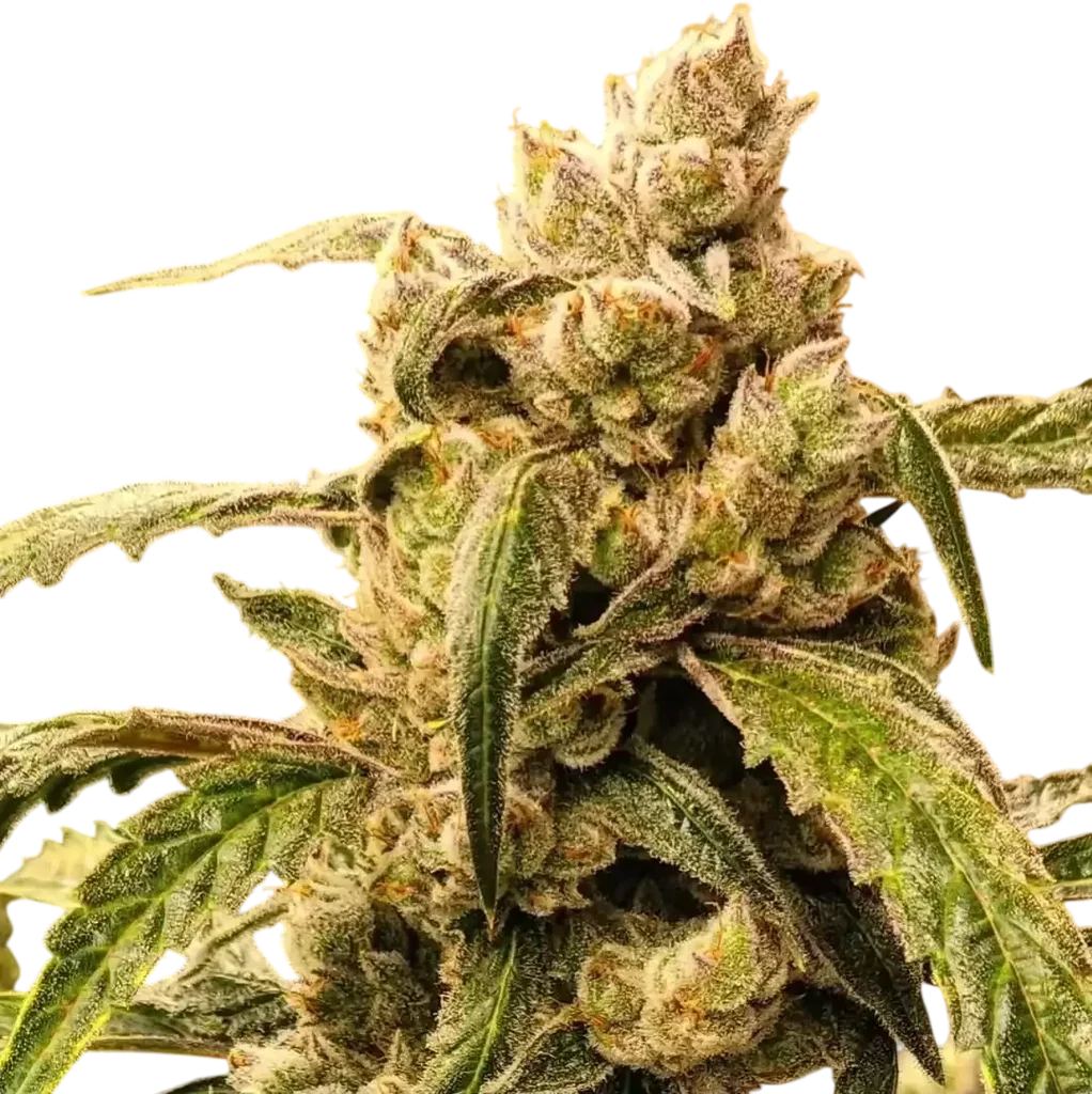 Banana Jealousy IBL AUTO | AUTOFEM | Ethos Genetics
